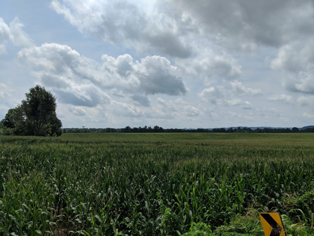 Danville corn field