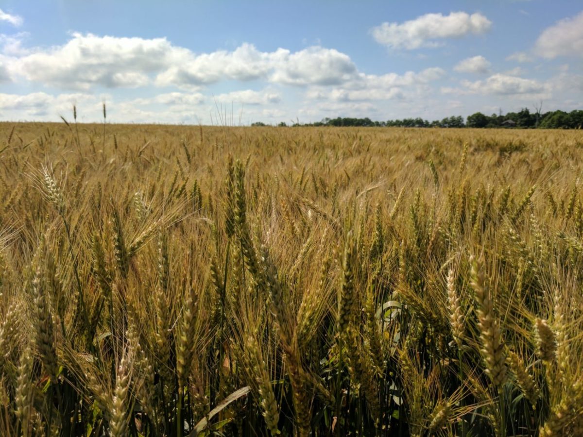 Danville wheat field