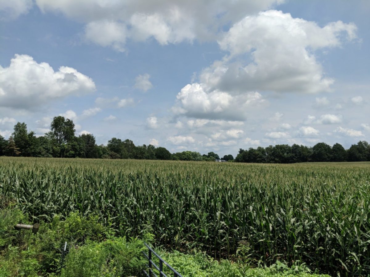 Danville fully grown corn crop