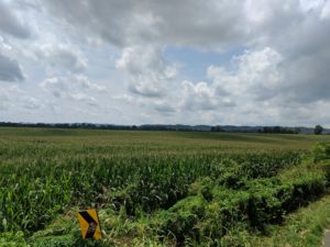 Danville corn crops