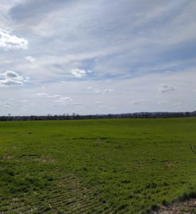 Danville green field