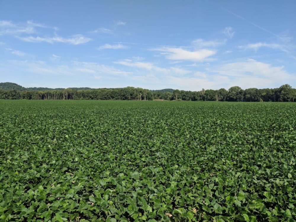 Elizabethtown field of crops