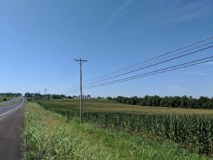 Harrodsburg corn field