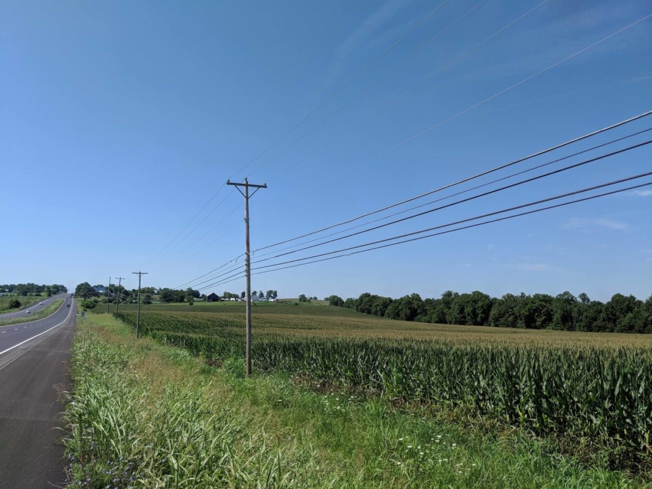 Harrodsburg corn field