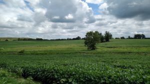 Lexington farm field