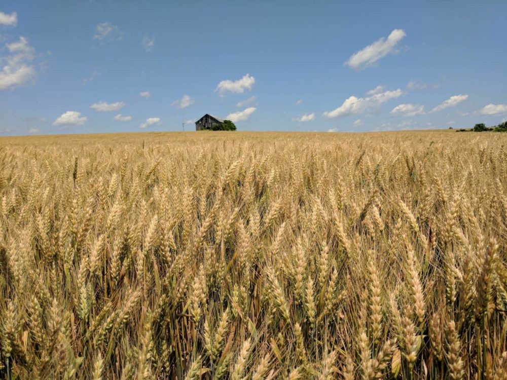McAfee wheat field with barn