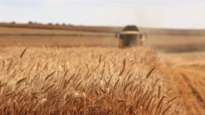 combine in wheat field